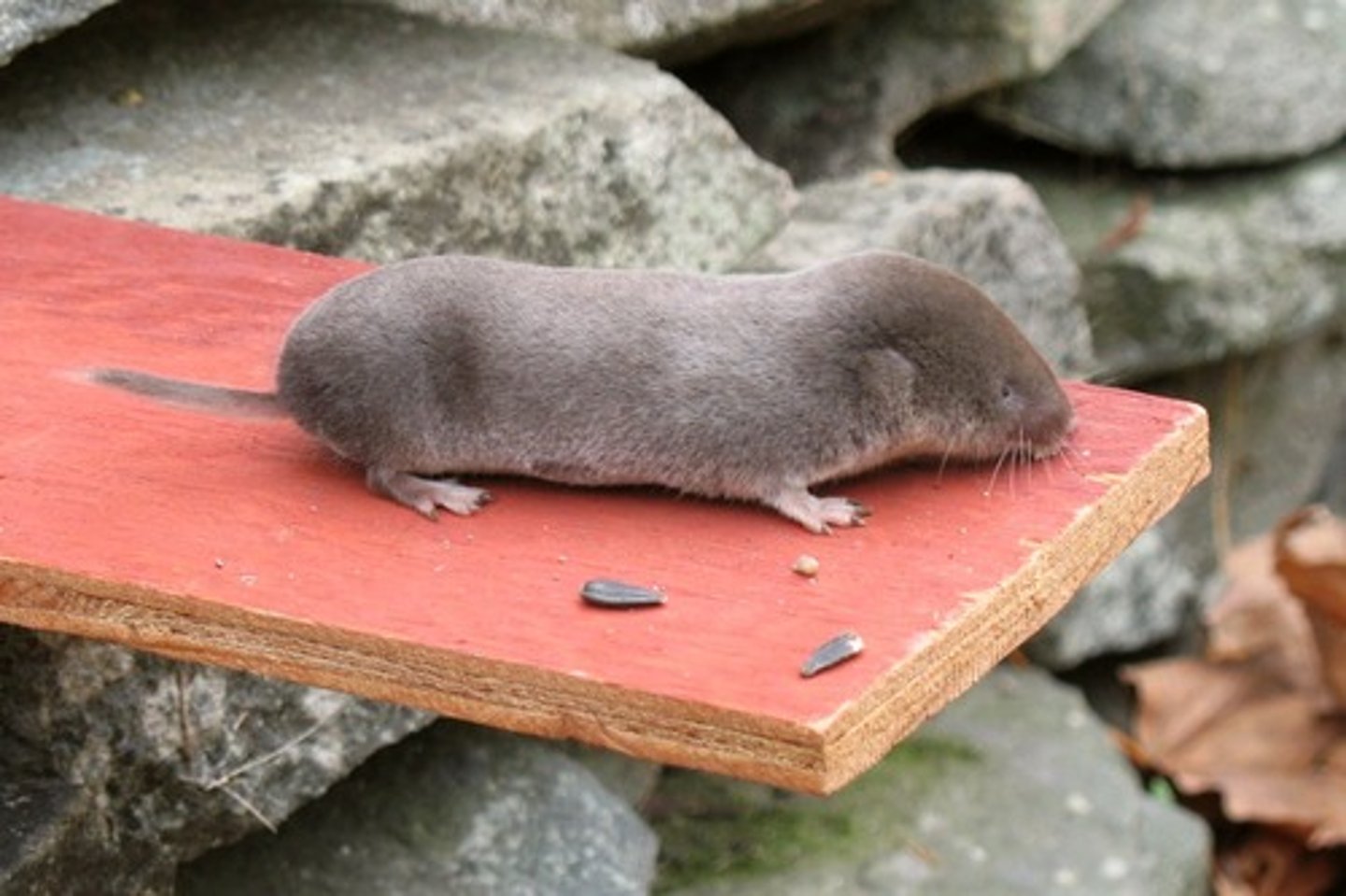 <p>Short tailed shrew</p>