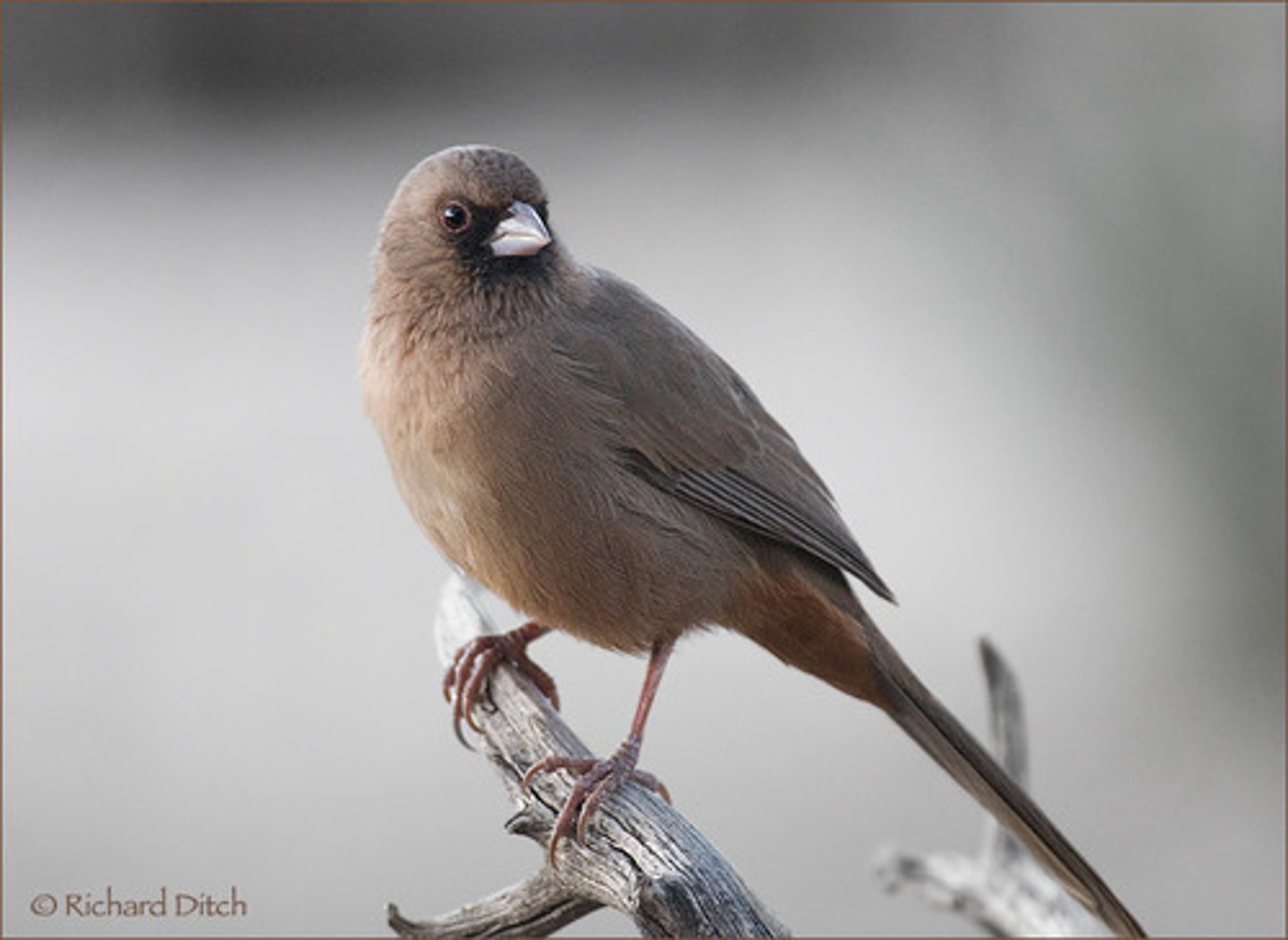 <p>dense desert riparian brush</p>