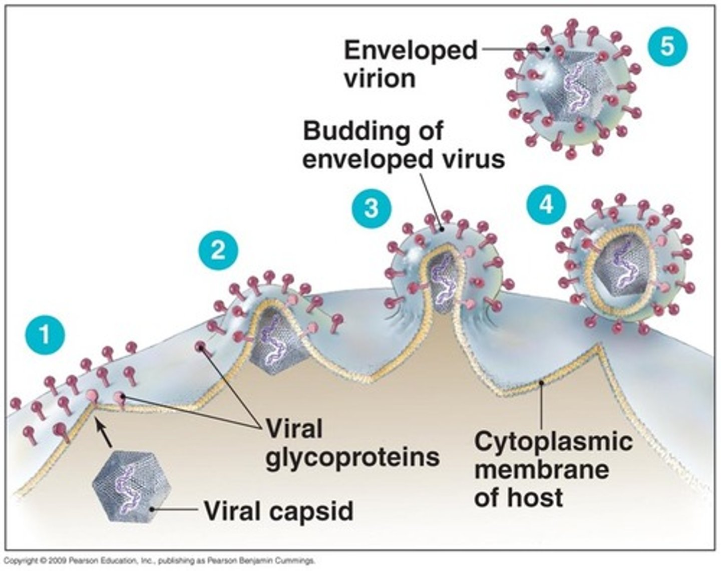 <p>capsid forms and viral genome is packaged into new virions</p>