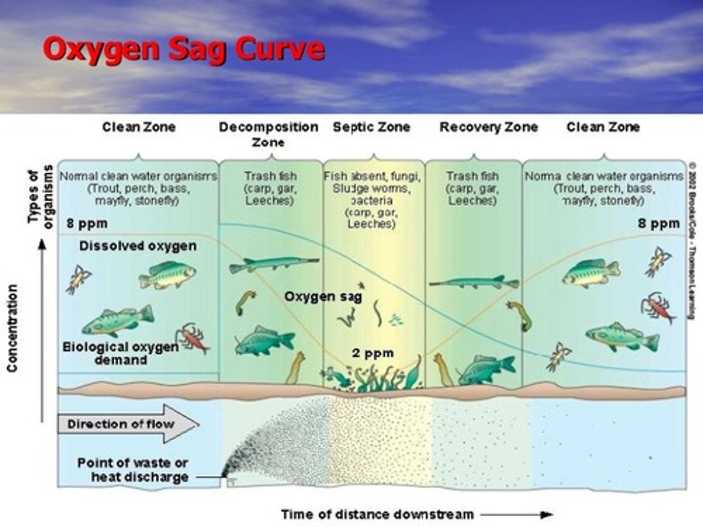 <p>The curve obtained when the concentration of dissolved oxygen in a river into which sewage or some other pollutant has been discharged is plotted against the distance downstream from the sewage outlet</p>