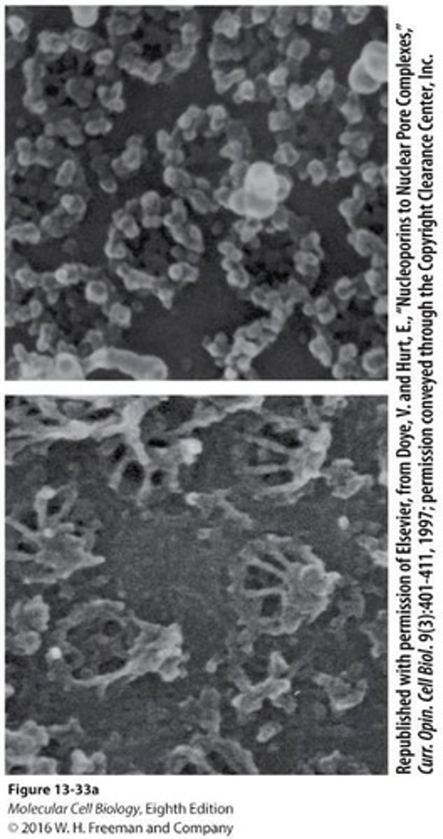 <p>The NPC is approximately 120 MDa, composed of about 1000 subunits and around 30 proteins called nucleoporins (NUPs).</p>