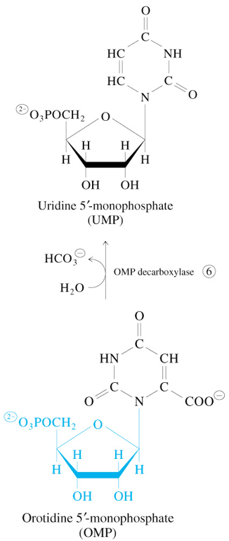 <p>OMP + H2O</p><p><span style="color: #8dceff">—OMP Decarboxylase→</span></p><p>UMP + HCO<sub>3</sub><sup>-</sup></p>