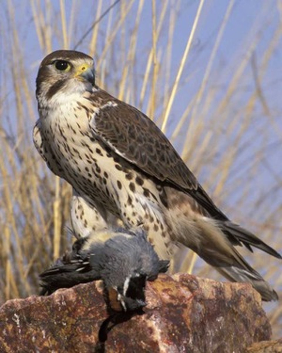 <p>dark axillaries (armpit); Grasslands and shrubb-steppe</p>