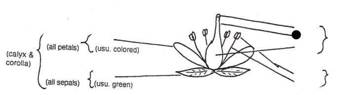 <p>Part of flower?</p>