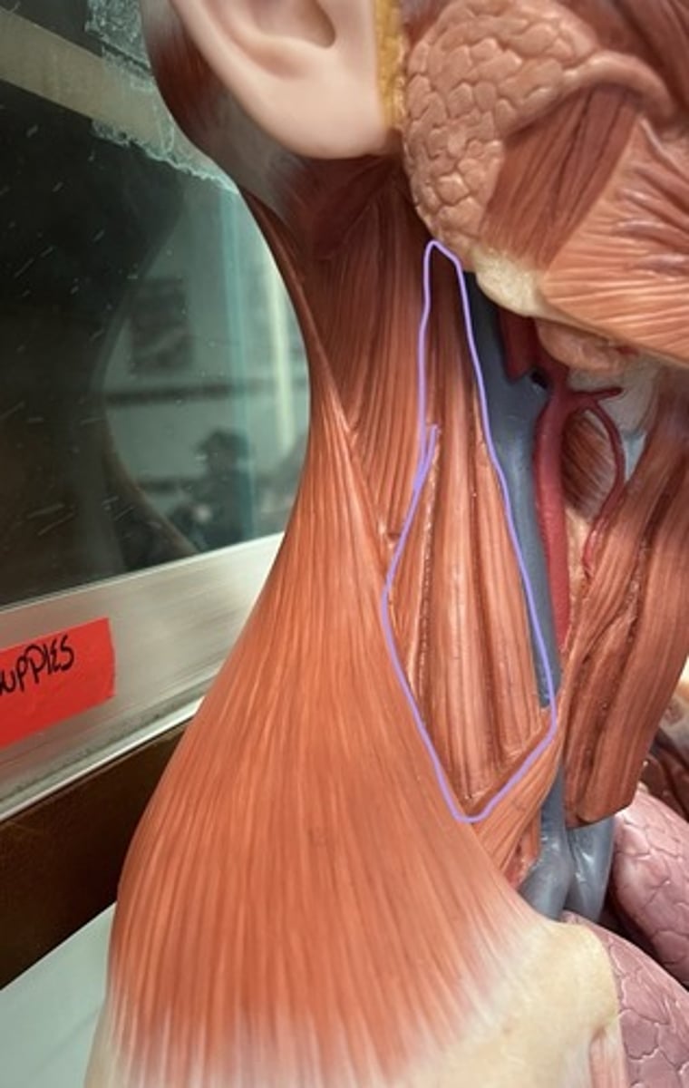 <p>3 side neck muscles</p>