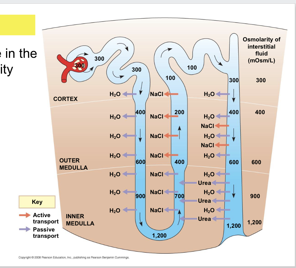 <p><span><span>Select all that apply: Where in the nephron is water permeability tightly controlled?</span></span></p>
