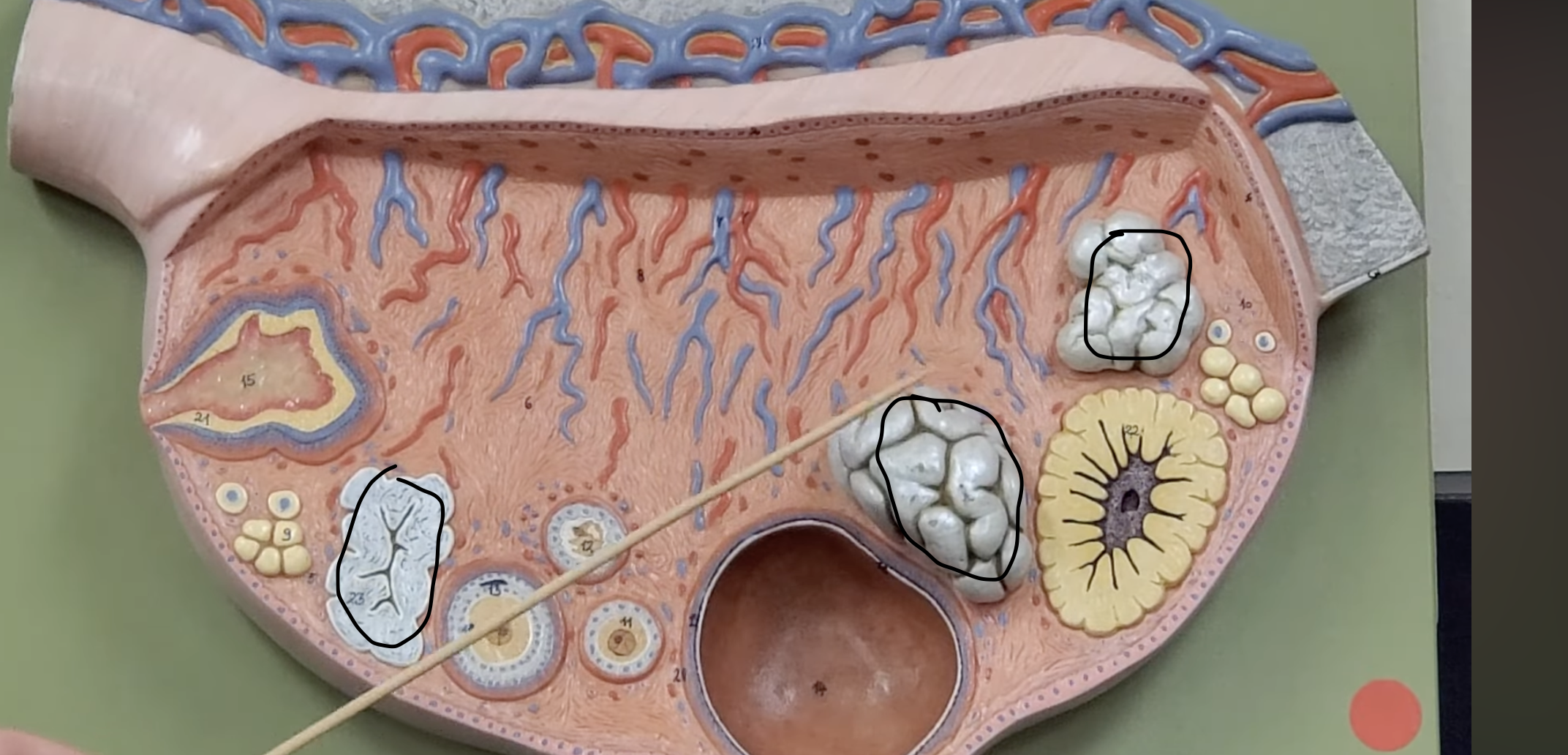 <p>the corpus luteum begin to deteriorate and become white structures known as what?</p>