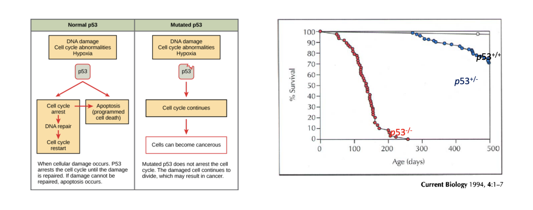 <p>inactivated in many cancers; mutations of p53 in about 50% of all cancers</p><ul><li><p>normally responsible for cell cycle arrest and apoptosis</p></li></ul>