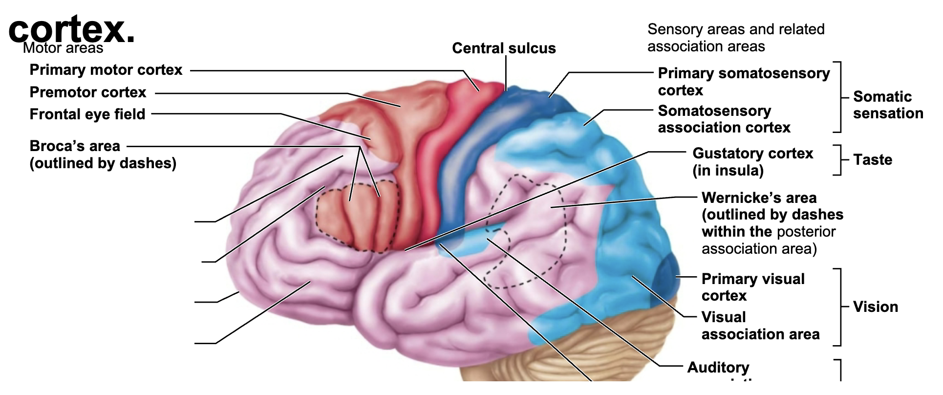 <p>What is this brain regions name and function?</p>