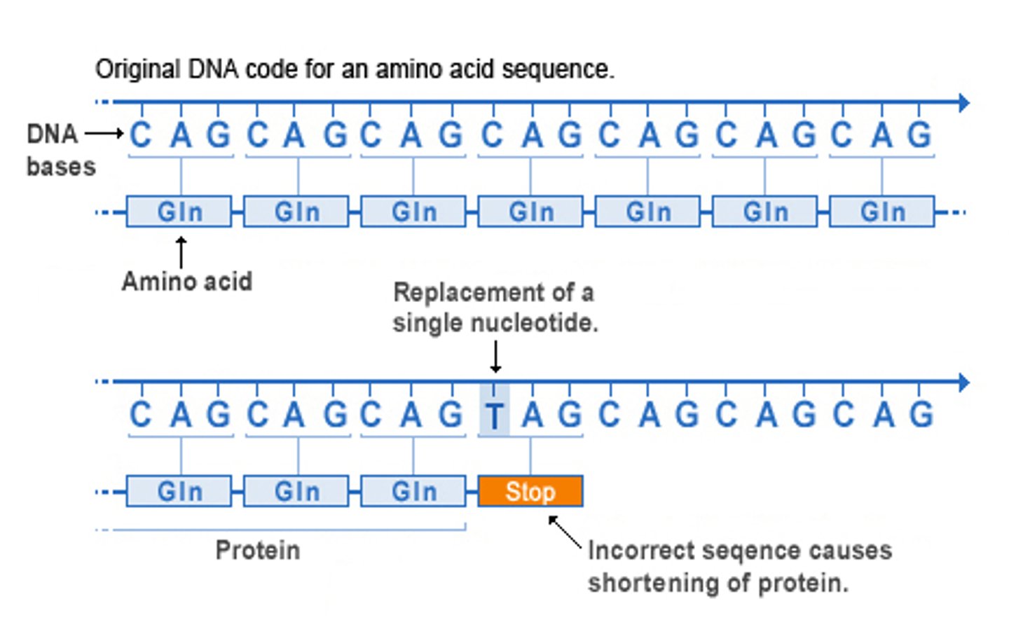 <p>change in one base codes for a stop codon (makes nonfunctional protein that is terminated early)</p>