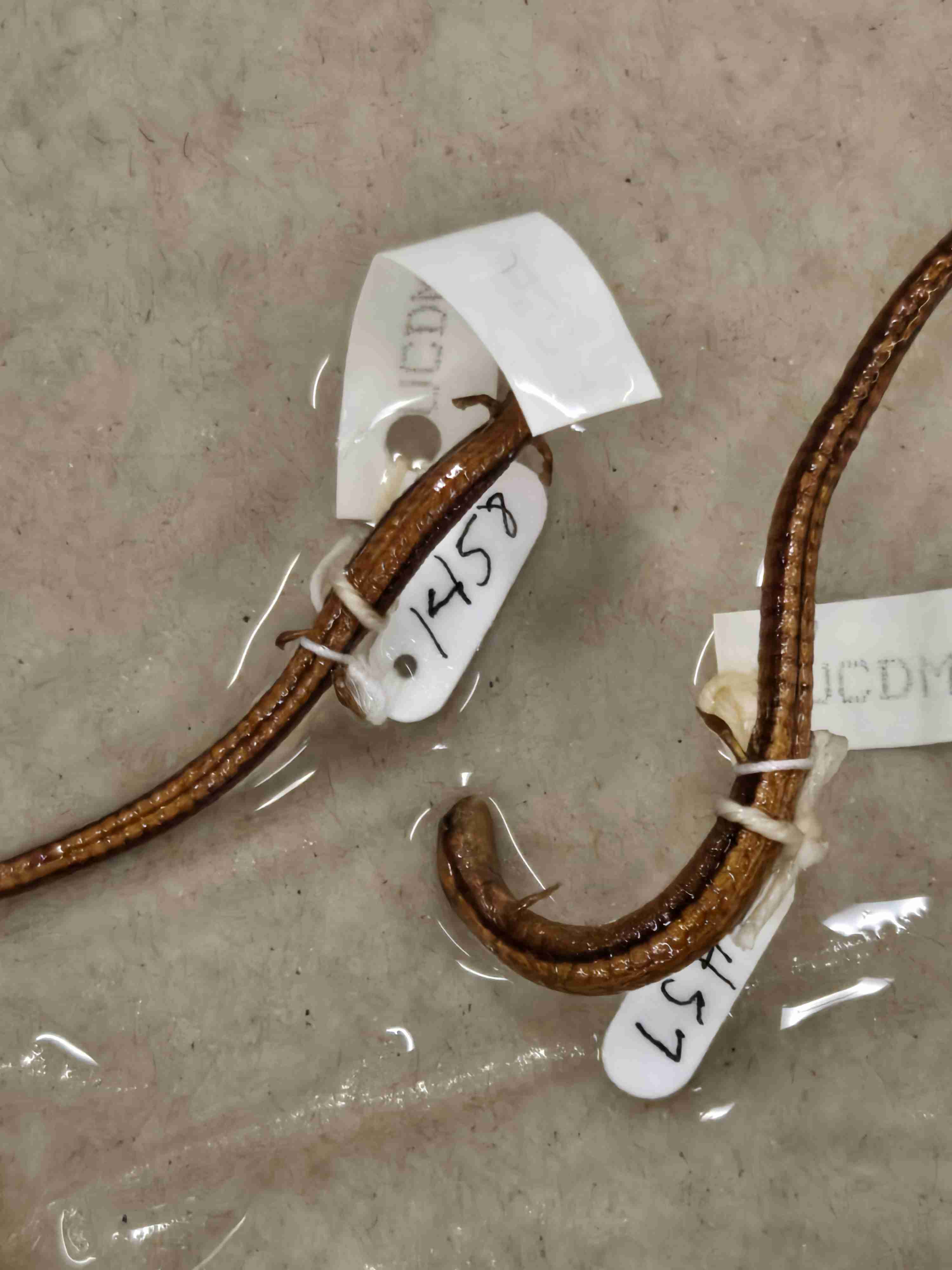 <p>Lots of variation </p>