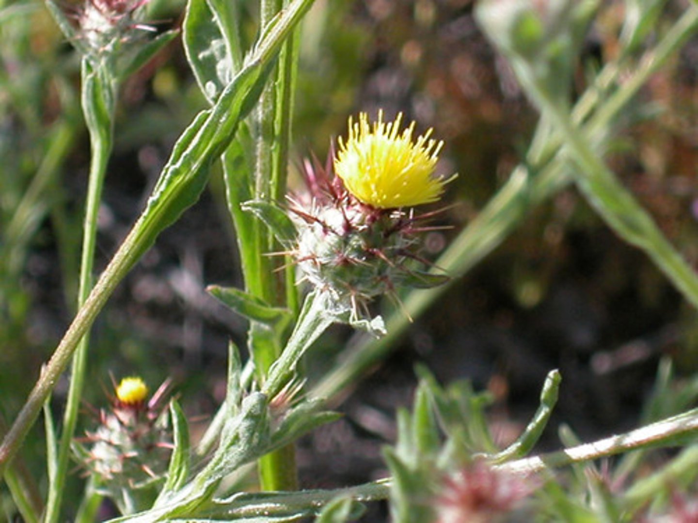 <p>Asteraceae. tocalote</p>