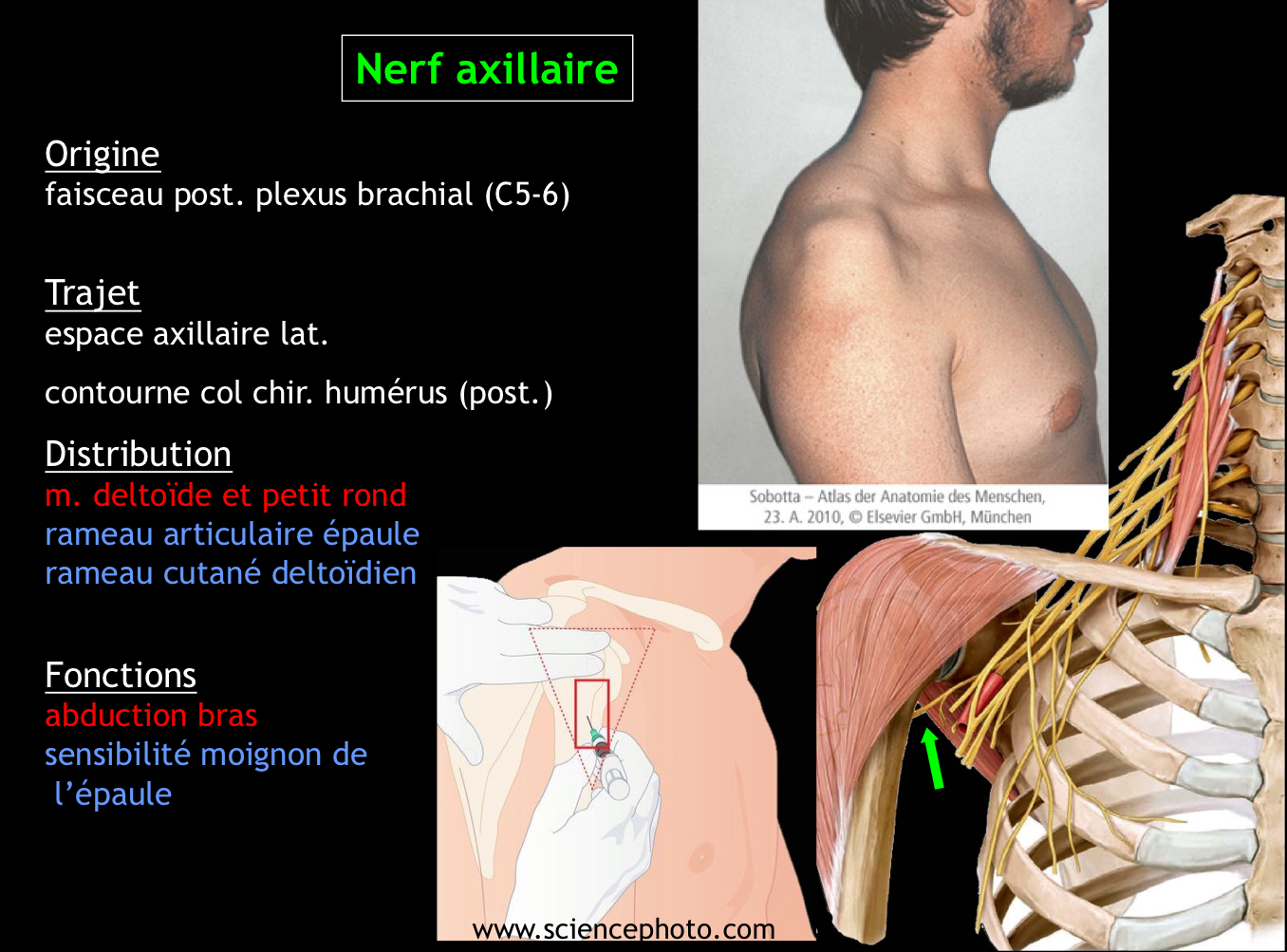 <p>Il innerve les muscles deltoïde et petit rond, et assure la sensibilité du moignon de l’épaule</p>