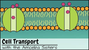 <p>Cell transport&nbsp;</p>