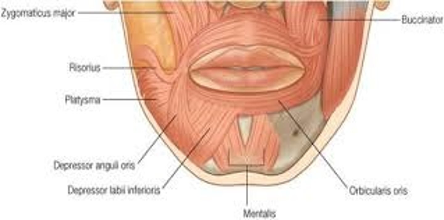 <p>Muscles near the mouth</p>
