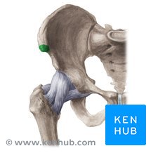 <p>anterior end of the iliac crest</p>