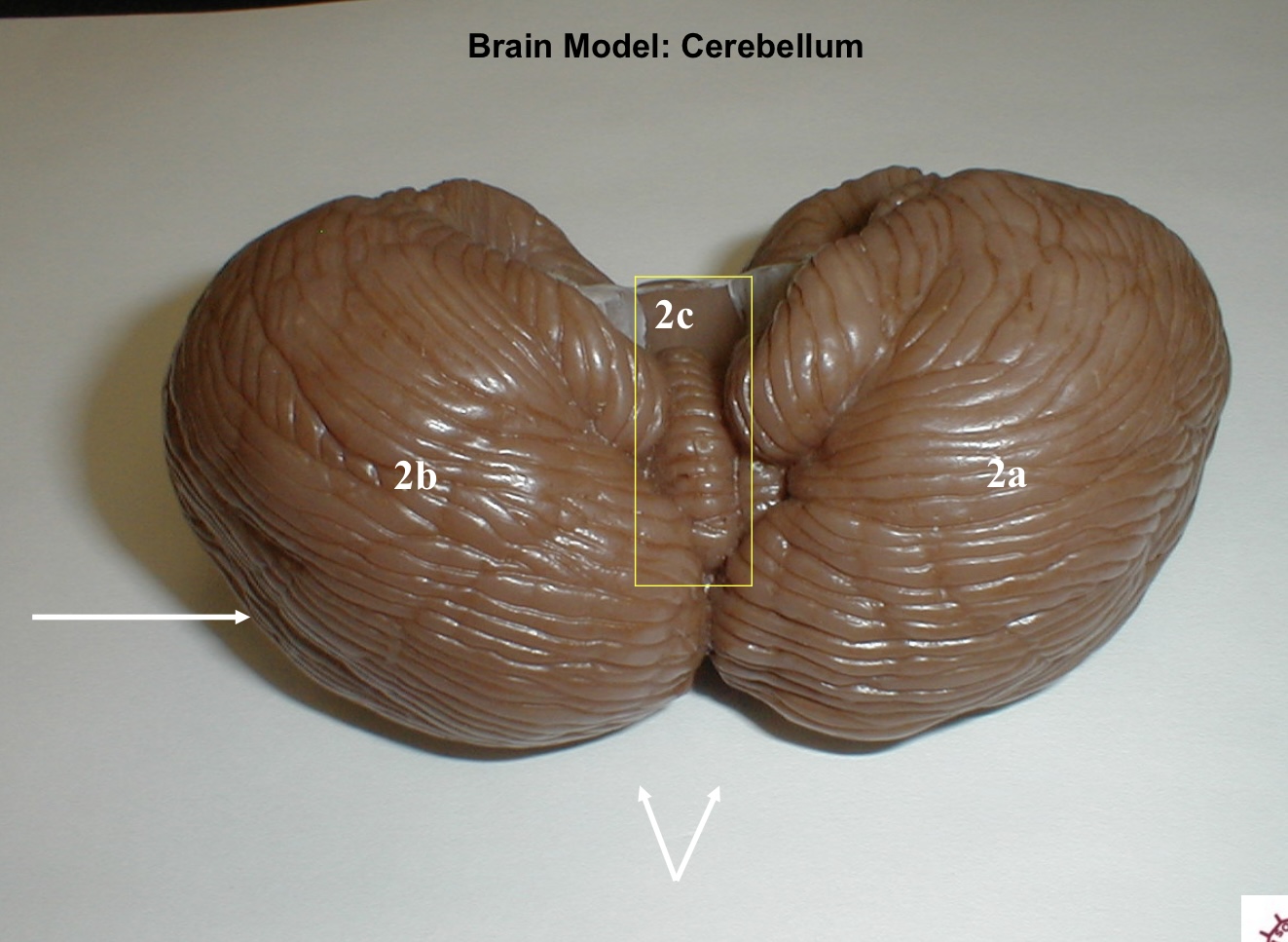 <p>2a</p>