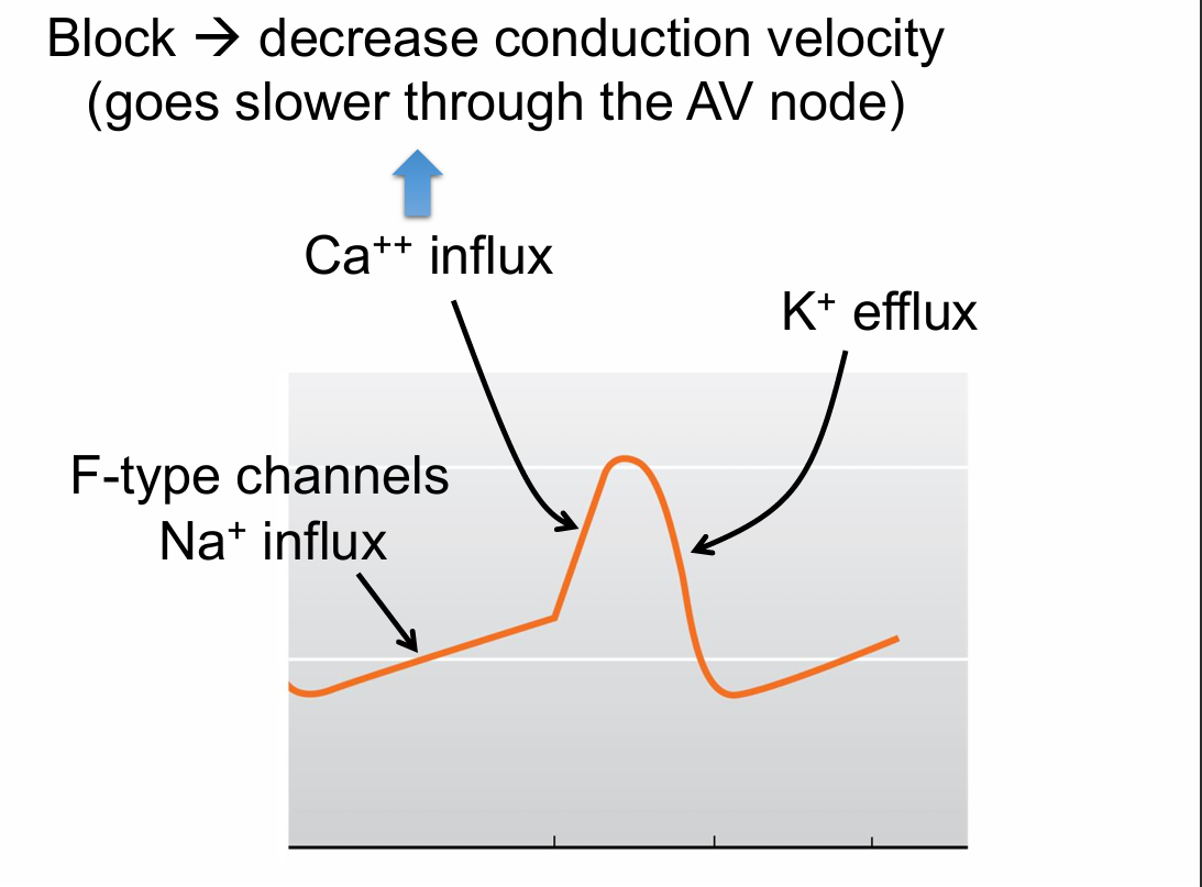 <p>P wave is further from QRS complex (PR interval)</p><p>Conduction through the AV node is too slow when</p><p>Blocking L-type Ca++ channels (slower depolarize, slower conduction velocity)</p>