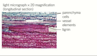 <p><span>- transports water and mineral from the roots&nbsp;<br>- no top and bottom walls for continuous hollow tubes&nbsp;<br>- cells are 'dead' so free movement of water&nbsp;<br>- outer walls thickened by lignin for support</span></p>