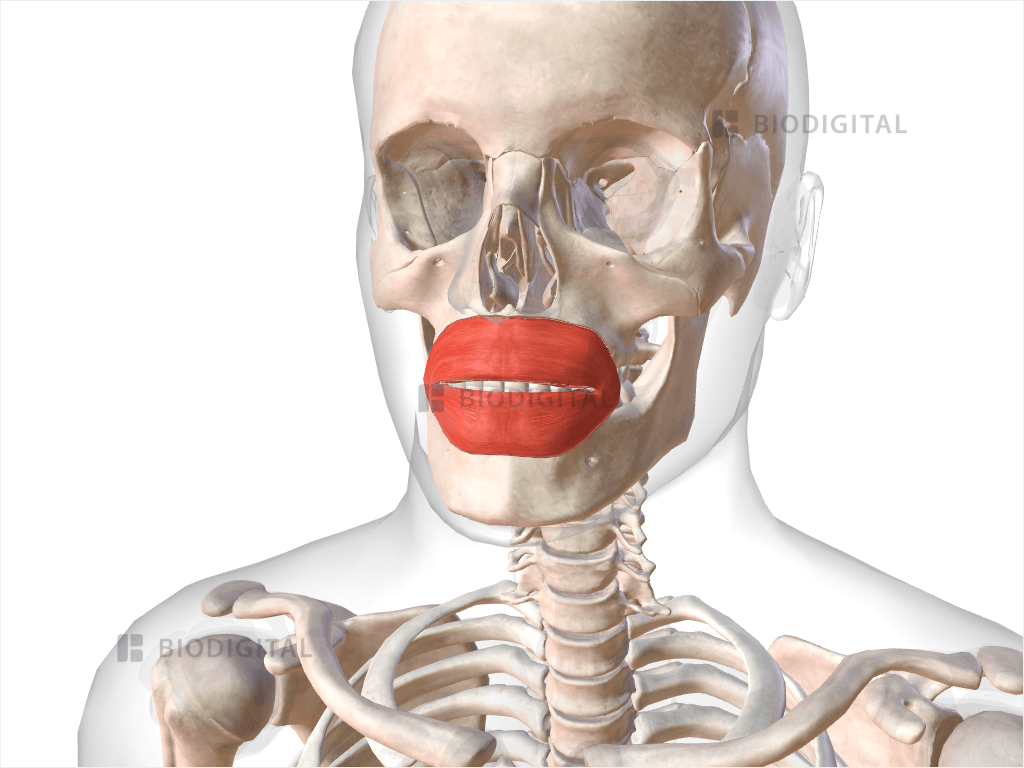 <p>Orbicularis Oris</p>