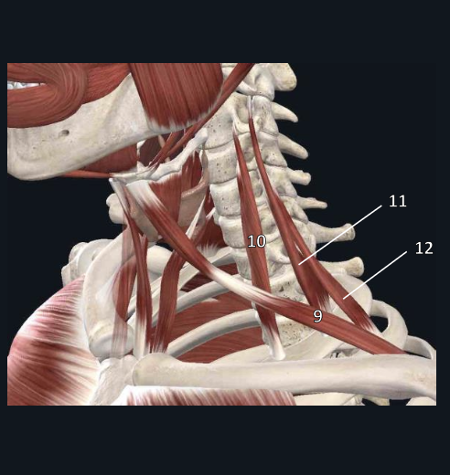 <p>name structure #12</p>
