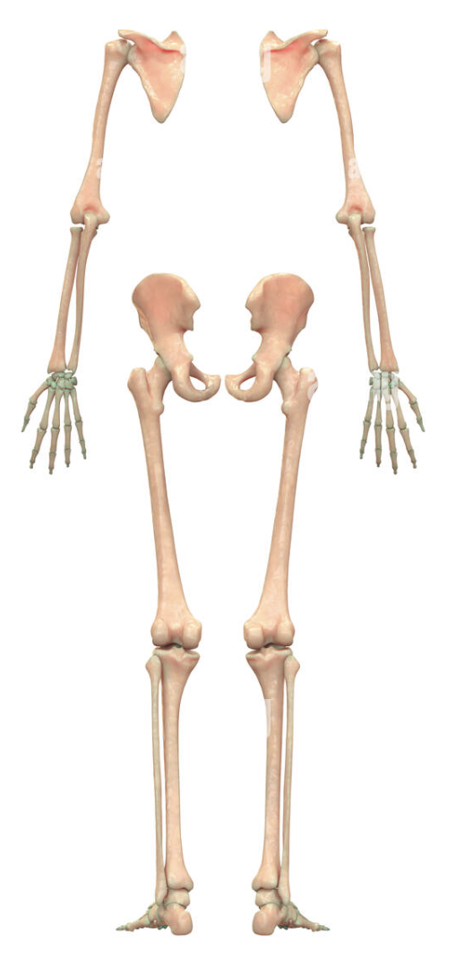 <p><span style="font-family: &quot;Times New Roman&quot;, serif">Includes the appendages of the body → shoulders, arms, hips, legs</span></p>