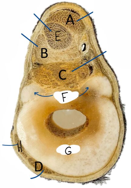 <p>Nomme les structures </p>