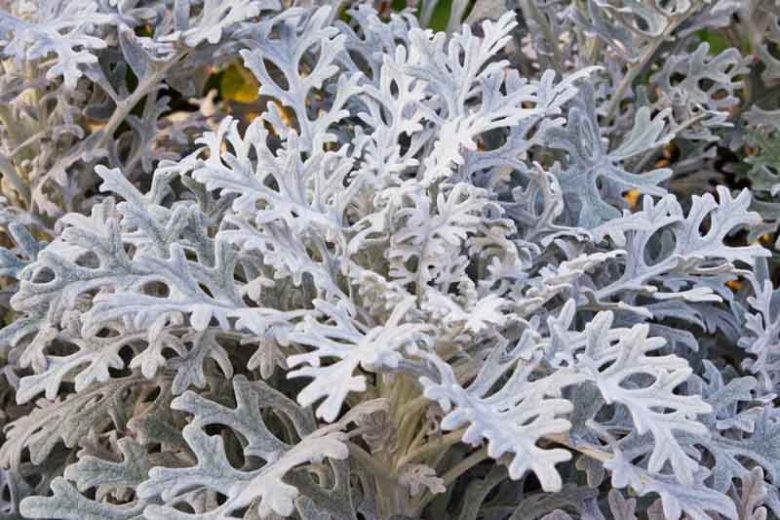 <p>pinnately or irregularly lobed, dusty leaves</p>