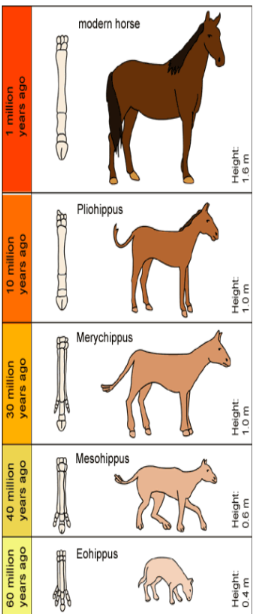 <p>attributes <strong>large evolutionary changes in species</strong> to the accumulation of <u><strong>many small and ongoing changes and processes</strong></u>.</p>