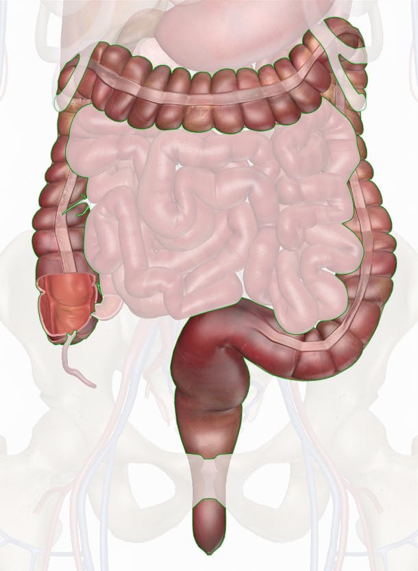 <p>The major organs of the digestive system include the stomach, small intestine, and <strong><em><em></em></strong><strong></em></strong>_.</p>