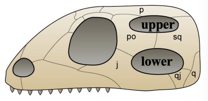 <ul><li><p>Two fenestrae (upper and lower) behind orbit</p></li><li><p>Lepidosaurs (tuataras, lizards and snakes) and archosaurs (crocodiles, dinosaurs and birds)</p></li></ul><p></p>