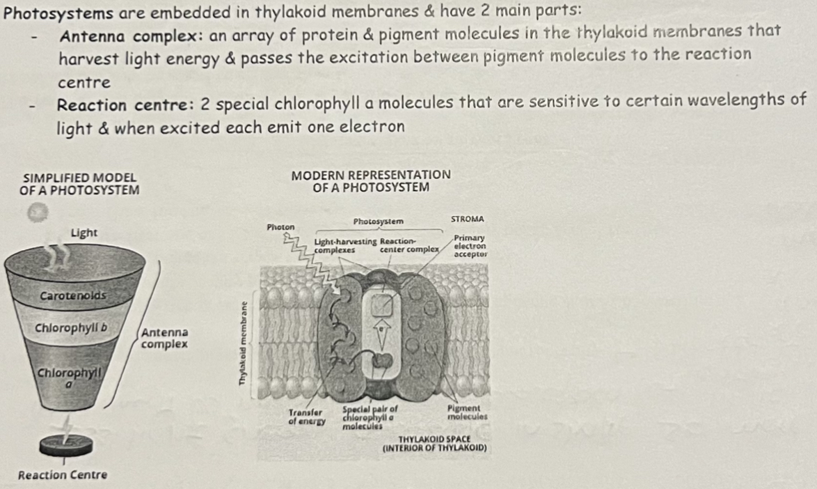 <p>Light Dependent Reactions depend on photosynthetic pigments absorbing light energy.</p><p>Pigments are arranged in collections of molecules called photosystems.</p>