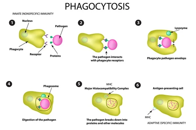 <p>The process where a phagocyte engulfs a microbe and breaks them down into harmless products</p>