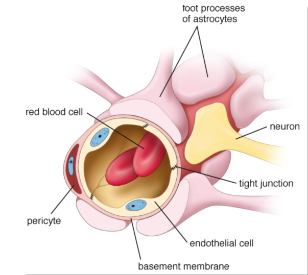 <p>fluctuating levels of electrolytes, hormones, and tissue metabolites circulating in the blood vessels</p>