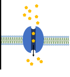 <p>-Uses carrier protein to move materials across the cell membrane</p><p>-High to Low</p>