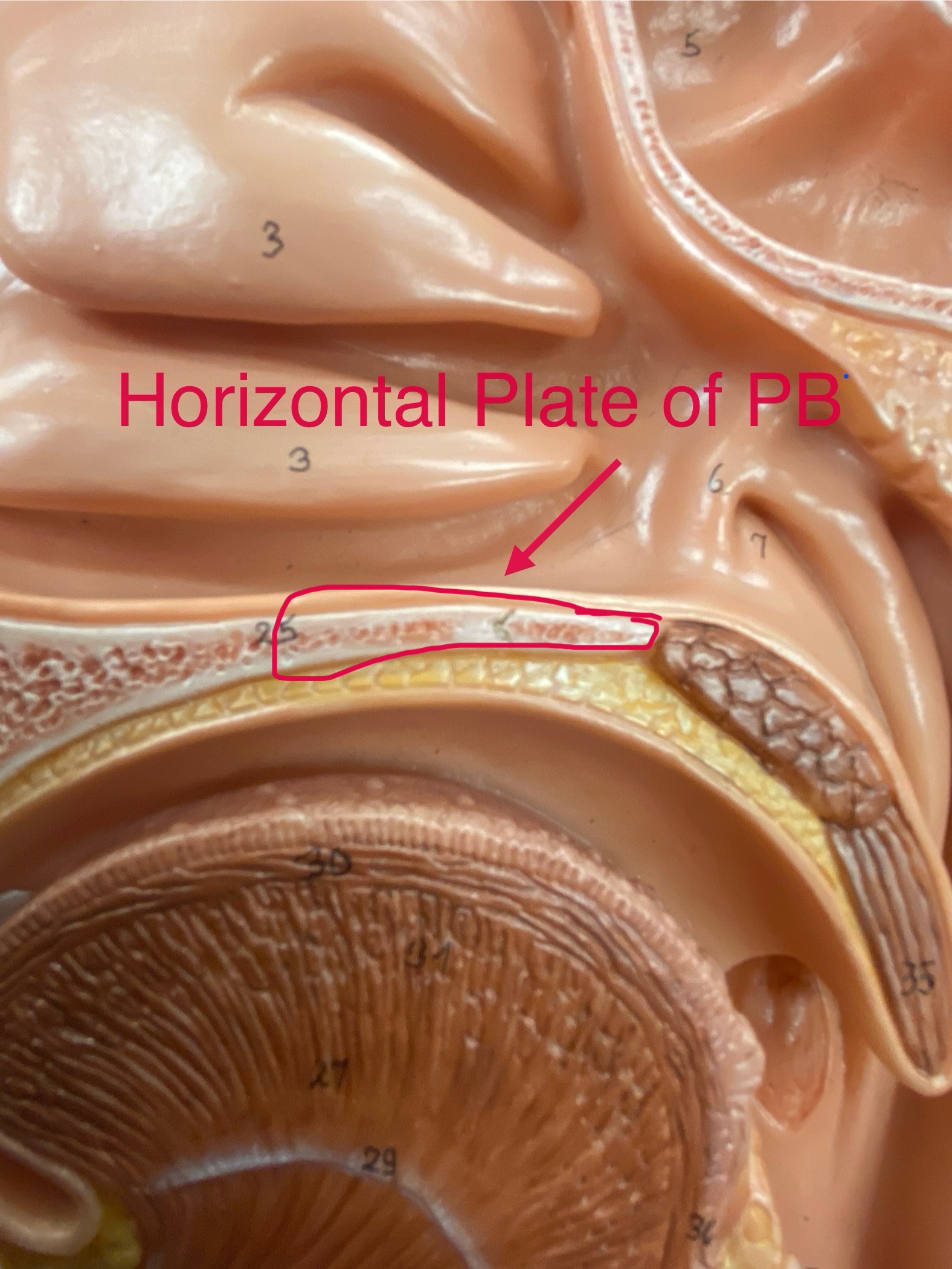 <p>form the posterior portion of the hard palate</p>