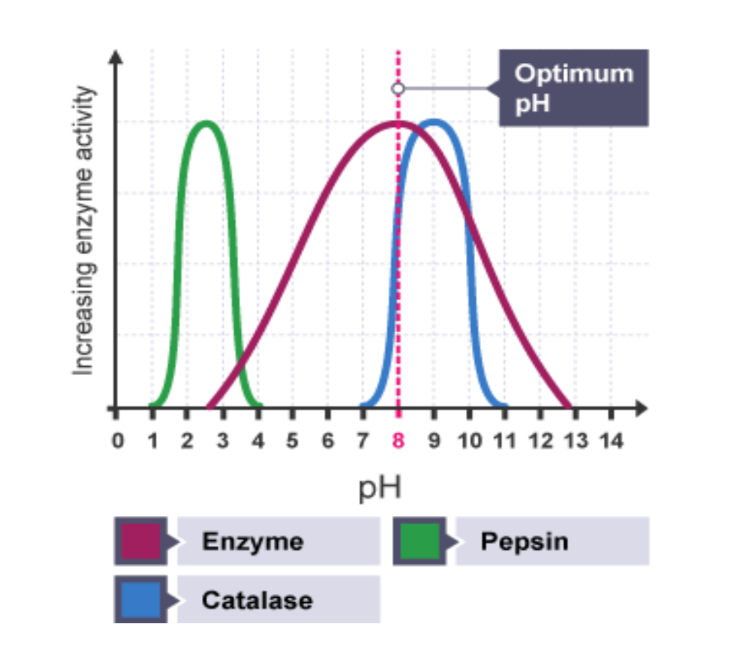 <ul><li><p><span><strong>Enzymes have optimal pH range&nbsp;</strong></span></p></li><li><p><span>Eg. Pepsin works best at pH of 2 in stomach, inactive in small Intestine pH of 8</span></p></li></ul><p></p>