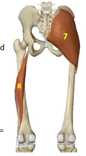 <p>Hip Extensor Muscles: Gluteus Maximus</p>