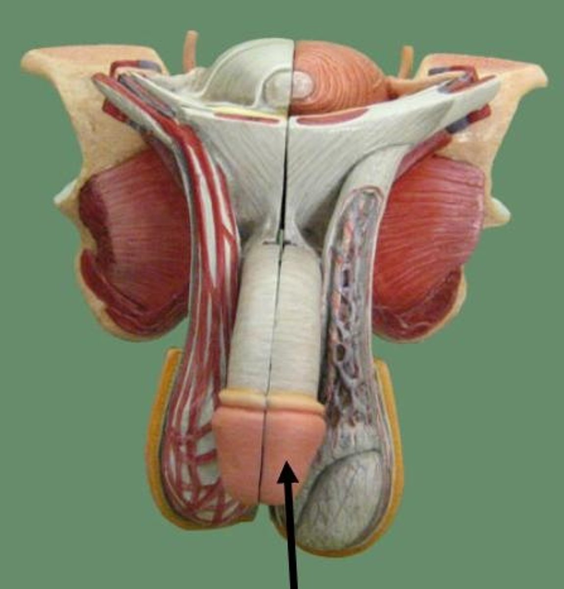 <p>The enlarged tip with many sensory nerve endings</p>