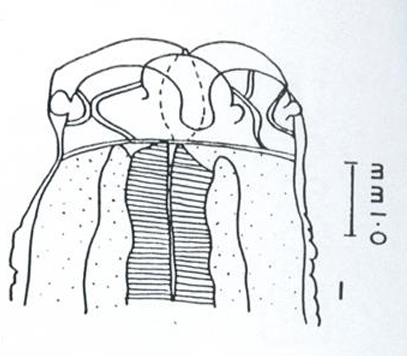 <ol><li><p>SN</p></li><li><p>PS</p></li><li><p>DH</p></li><li><p>CN</p></li></ol><p></p>