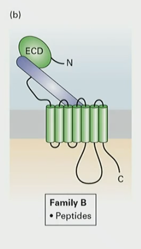 <p>peptides (like glucagon)</p>