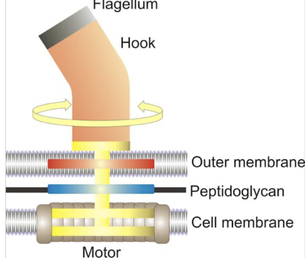 <p>The rotation of bacterial flagella is<strong> <mark data-color="green" style="background-color: green; color: inherit;">powered by a proton motive force</mark> derived from the electrochemical gradient of protons across the cell membrane. </strong></p><p>Bacteria can move at speeds<strong> up to 60 cell lengths per second. </strong></p>
