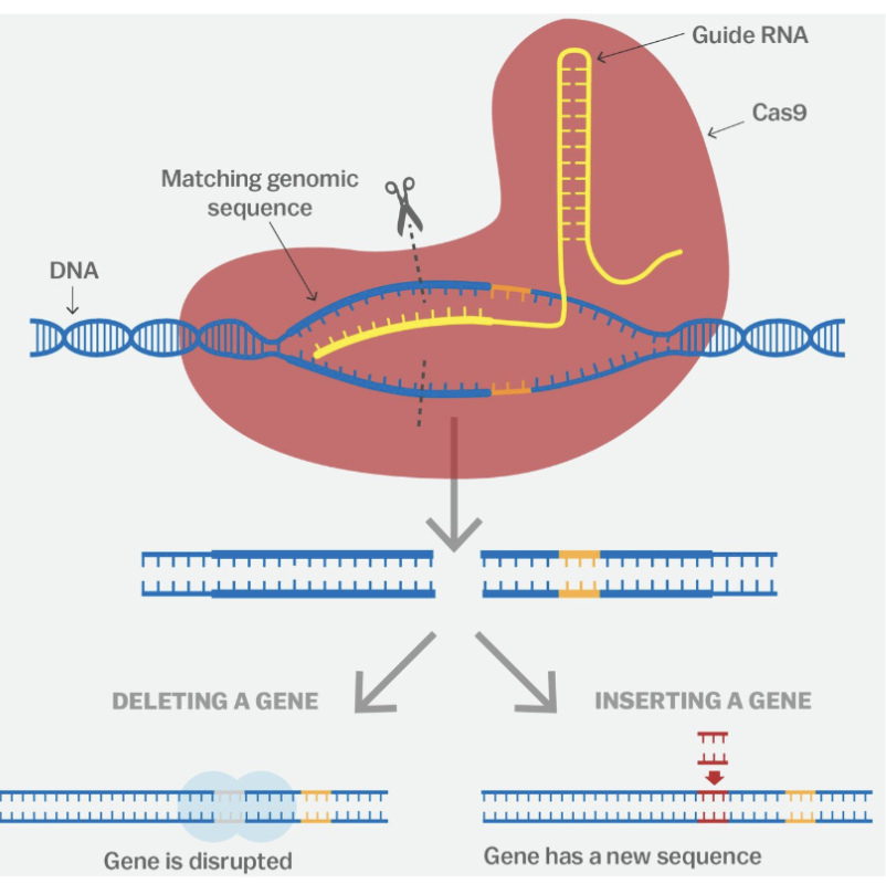 <ol><li><p><span><strong>Identify</strong> the sequence of the gene to be targets</span></p></li><li><p><span>Create sgRNA <strong>complementary</strong> to the <strong>target</strong> gene</span></p></li><li><p><span><strong>Combine</strong> sgRNA with Cas9 and introduce into organism</span></p></li><li><p><span>sgRNA + Cas9 looks for <strong>PAM</strong> sequence on DNA strand</span></p></li><li><p><span>When PAM sequence is found, Cas9 looks for target gene sequence</span></p></li><li><p><span>DNA is <strong>unwinded</strong> to let Cas9 cut the target gene</span></p></li><li><p><span>DNA sequence is altered (by additional processes) to either <strong>switch off</strong> or <strong>repair</strong>/alter the gene</span></p></li></ol><p></p>