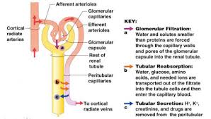 <p>TELL ABOUT;</p><p>the processes of filtration, reabsorption, and secretion that take place in the kidneys to form urine. </p>