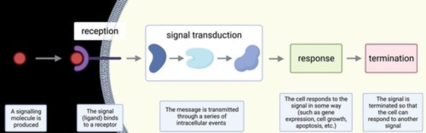 <p>The process by which cells communicate with each other using chemical messengers and receptors.</p>