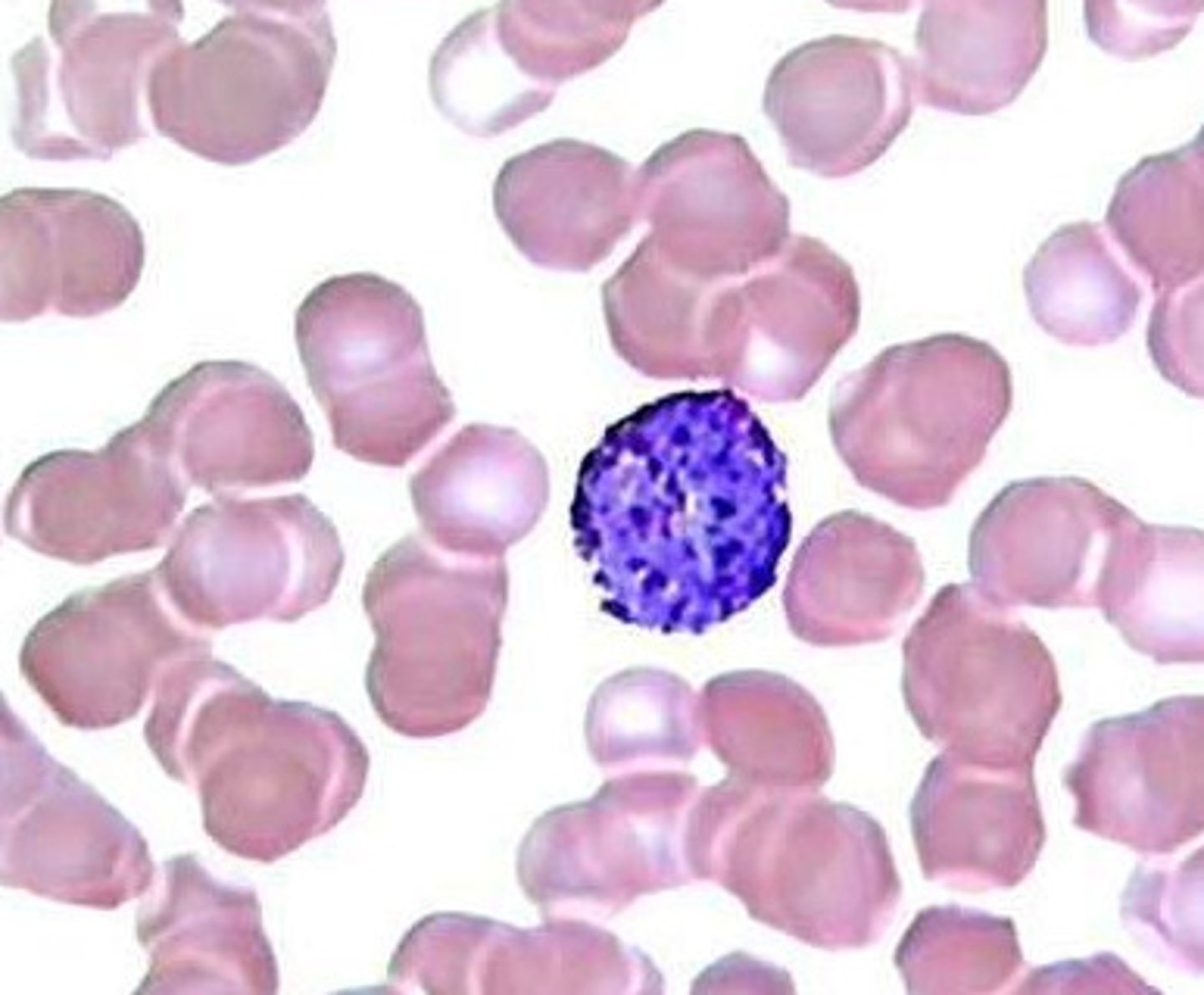 <p>stain dark blue/purple; bilobed/irregular nucleus; 0.5-1%</p>