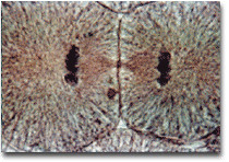 Cytokinesis begins