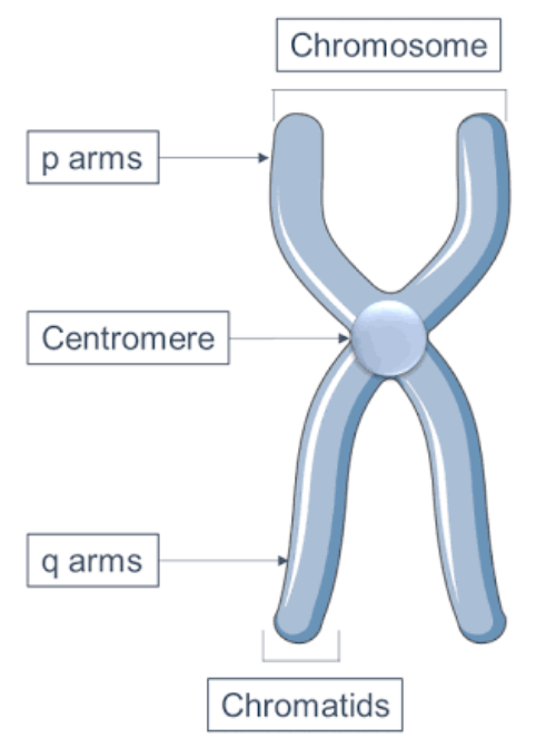 Links a pair of sister chromatids