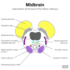 midbrain