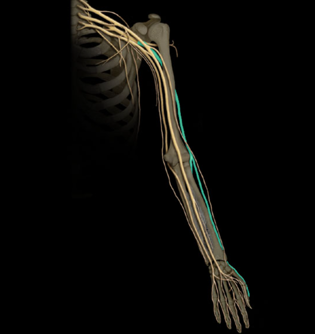 <p>Radial n.</p>